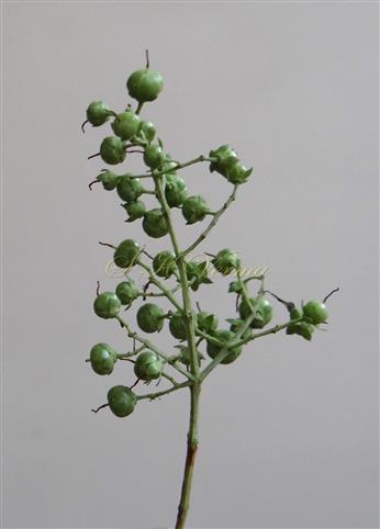  Fruits